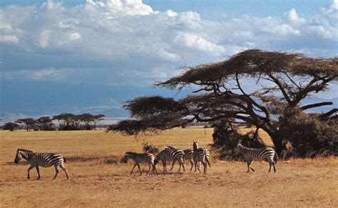 Amboseli National Park | Wildlife, Elephants & Conservation | Britannica