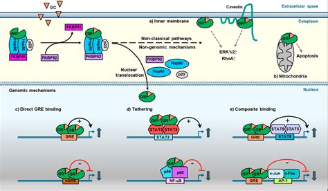 Glucocorticoids Mechanism Of Action