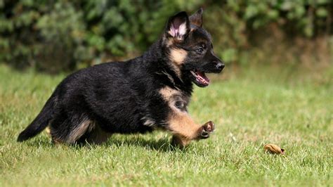 German Shepherd Puppy Wallpapers - Wallpaper Cave