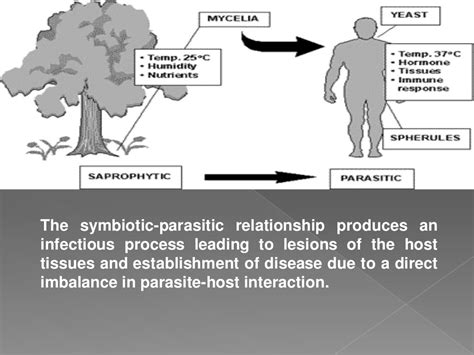 Virulence factors of fungi