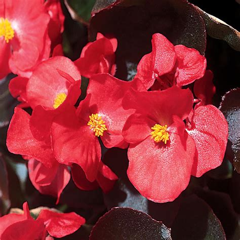 4.4-Pint Bronze Leaf Red Begonia Plant (12-Pack)-3981 - The Home Depot