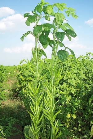 GUAR GUM INFORMATION AND GUAR GUM CULTIVATION IN INDIA: GUAR PHOTO GALLERY