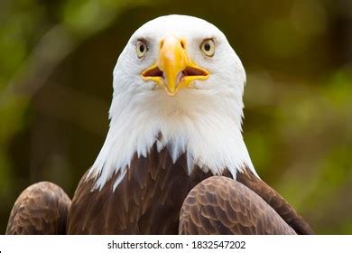 Funny Eagle Photos, Images & Pictures | Shutterstock