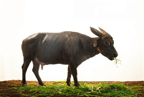 Tamaraw (Bubalus mindorensis) - Joel Sartore