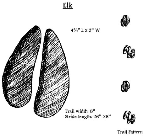 Animal Tracks - Elk