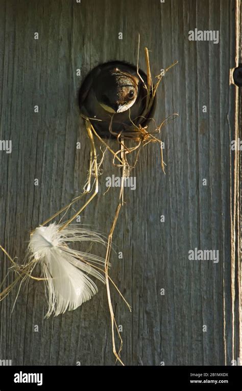 Tree swallow at nest box with nesting materials Stock Photo - Alamy