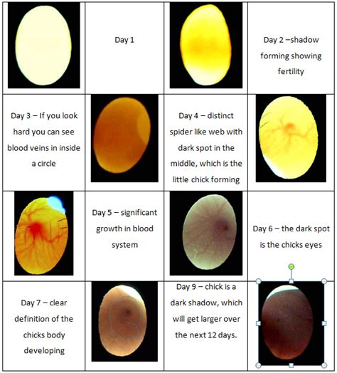 Pin by Louann Thompson on chickens | Candling chicken eggs, Chicken ...