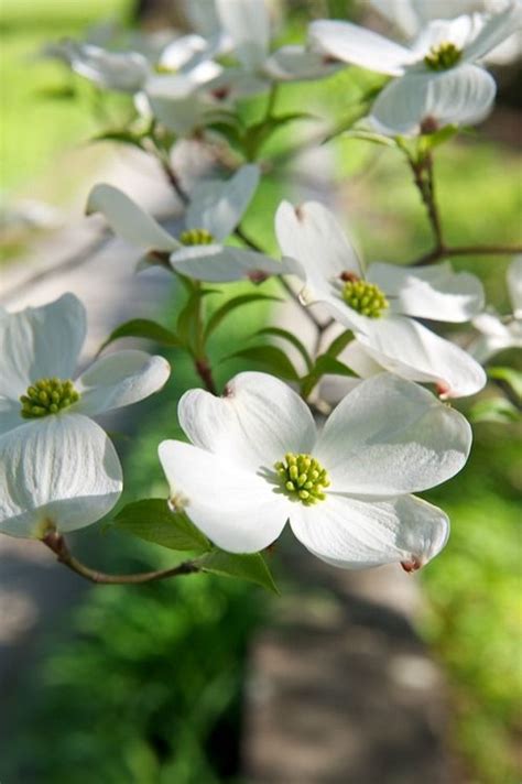 17 Best images about dogwood,NC.. flower on Pinterest | Trees, Honey ...