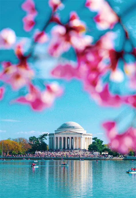 Dc Cherry Blossom Festival 2025 - Janaye Sherill