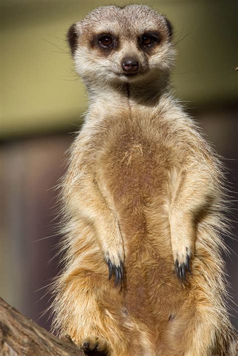 Meerkat Wallpaper - WallpaperSafari