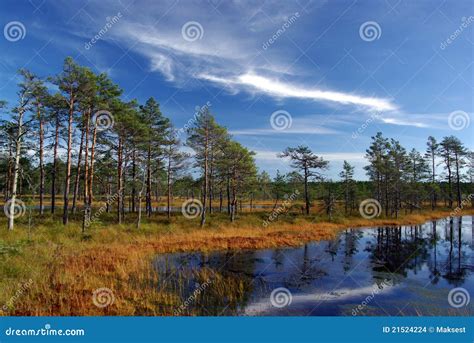 Swamp Viru in Estonia.the Nature of Estonia. Stock Photo - Image of ...