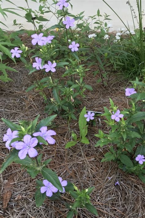 How to Plant Mexican Petunia in Your Garden (Tricks to Care)