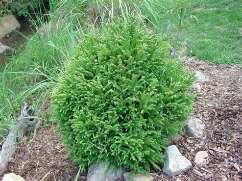 Substitute Dwarf Cryptomeria for Yews | What Grows There :: Hugh Conlon, Horticulturalist ...