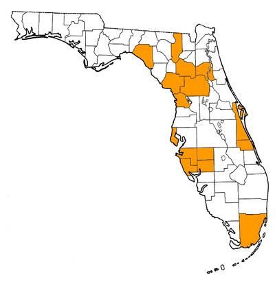 Smilodon fatalis – Florida Vertebrate Fossils