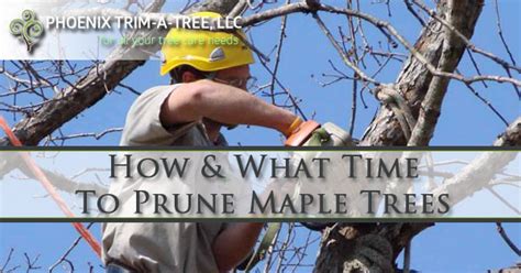 How & What Time To Prune Maple Trees - Phoenix Trim-A-Tree, LLC.