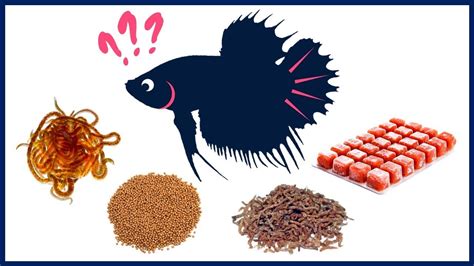 Can Betta Fish Eat Goldfish Food? Diet Similarities & Differences