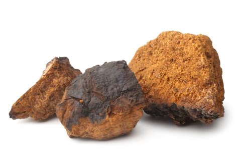 Powerful Health Benefits of Chaga Mushroom Tea : Essence of Your Health