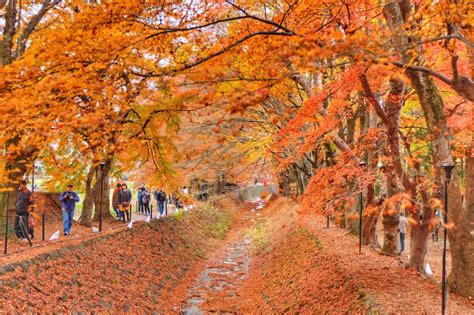 Fujikawaguchiko Autumn Leaves Festival – Highlight Finder