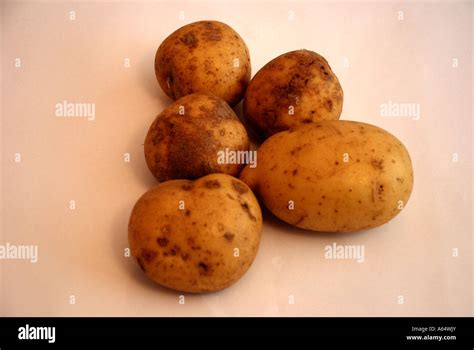 Maris Piper potatoes Stock Photo - Alamy