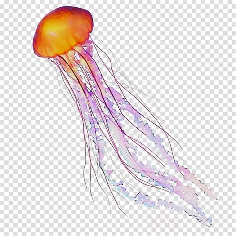 Jellyfish clipart real, Jellyfish real Transparent FREE for download on WebStockReview 2024