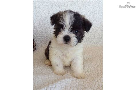 Meet Female a cute Mixed/Other puppy for sale for $600. Maltese/Boston ...