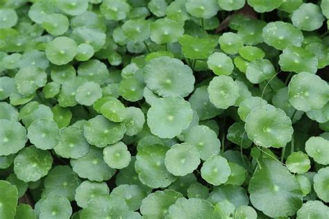 Whorled Pennywort Care Guide – Planting, Growing, and Propagation ...