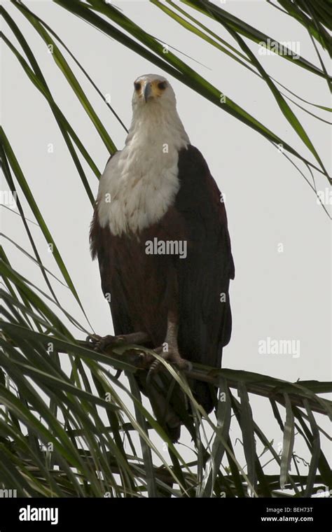 African fish eagle, Haliaeetus vocifer aka African Sea Eagle, near Janjanbureh or Jangjangbureh ...