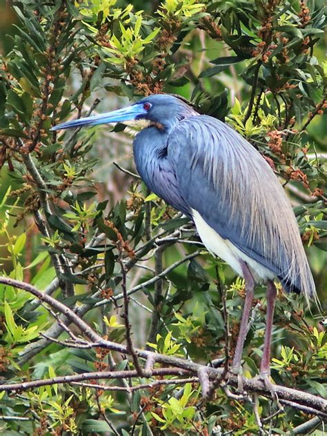 Tricolored Heron breeding plumage 052-20190308 - a photo on Flickriver