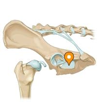 Obturator membrane - vet-Anatomy - IMAIOS