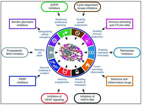 Therapeutic targeting of the hallmarks of cancer drugs that interfere ...