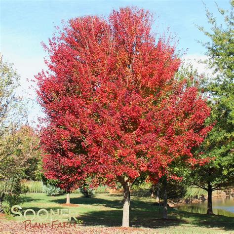 Red Sunset® Maple | Sooner Plant Farm