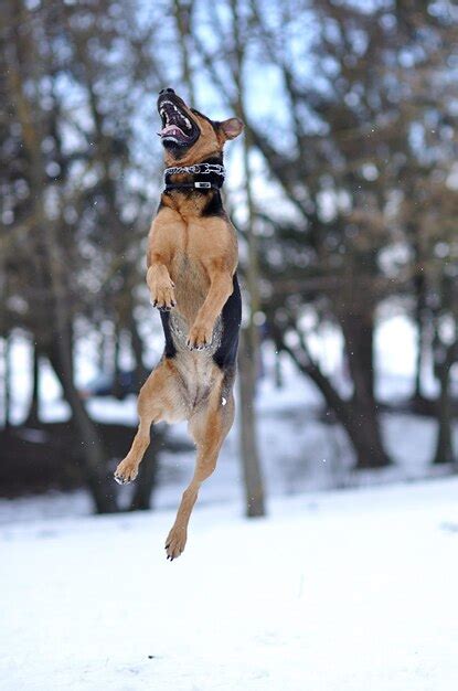 Premium Photo | Funny dog on the snow