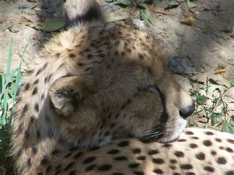 stock- Cheetah - sleeping by Kaltyr on DeviantArt