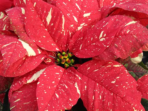 New Poinsettia Varieties Make Your Holidays Bright | What Grows There :: Hugh Conlon ...