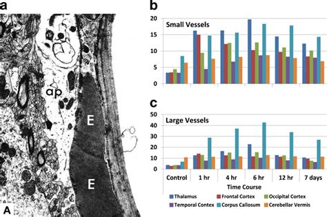 a. A thin section through part of the wall of a capillary obtained from... | Download Scientific ...