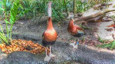 Backyard Birding....and Nature: Black Bellied Whistling Duck Call