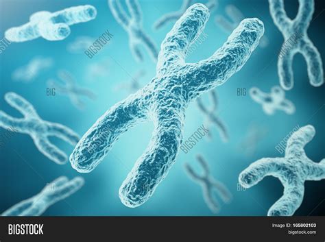 XY-chromosomes Concept Image & Photo (Free Trial) | Bigstock