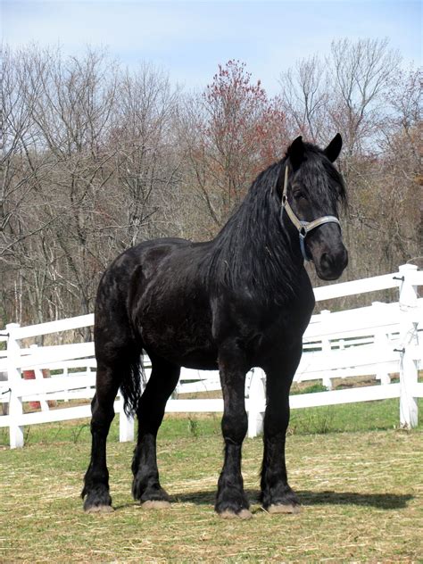 Black Percheron Draft Horse. | Horses, Percheron horses, Draft horses