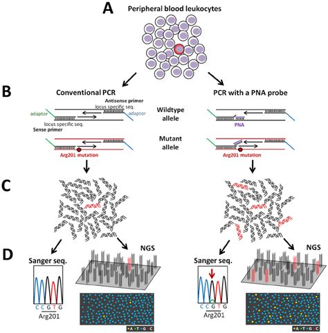 Schematic diagramas showing an overview of mutation detection methods.... | Download Scientific ...