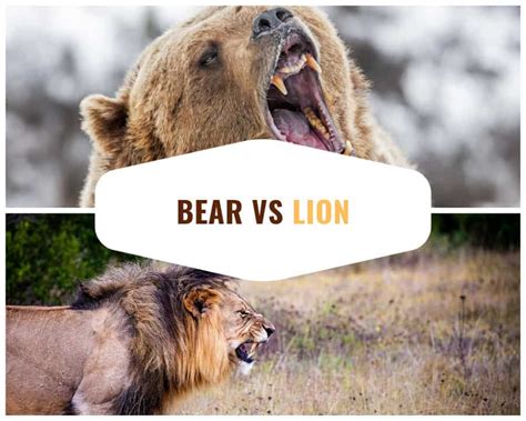 Bear vs Lion - Who Would Win?