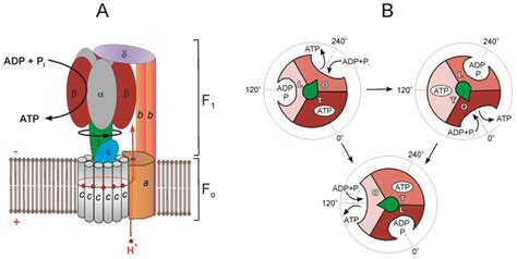 IJMS | Free Full-Text | F1·Fo ATP Synthase/ATPase: Contemporary View on ...