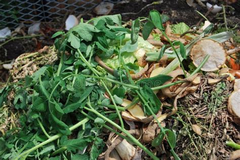 Compost heap stock photo. Image of food, fruit, lawn - 263568116