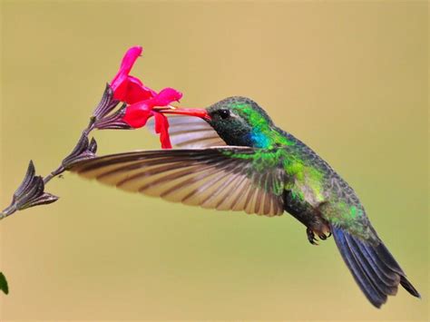 Hummingbird, nectar, red flower wallpaper | animals | Wallpaper Better