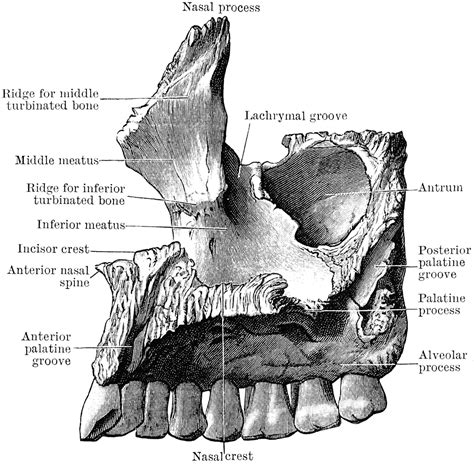 Inner Aspect of Superior Maxilla | ClipArt ETC