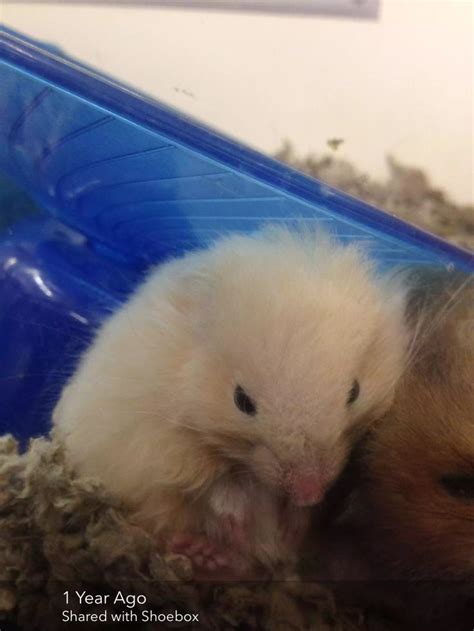 Pin by Alexis Butler on My job at Petco | Petco, Hamster, Animals