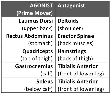 5.1: Muscular Physiology - Medicine LibreTexts