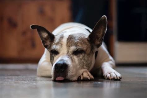 Lethargic Dog? 19 Possible Causes (And When to See the Vet) - Dr. Buzby's ToeGrips for Dogs