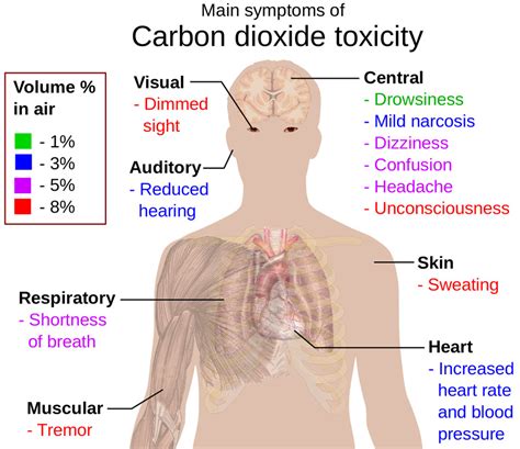 The challenge of meeting energy demands during acute hypocapnia