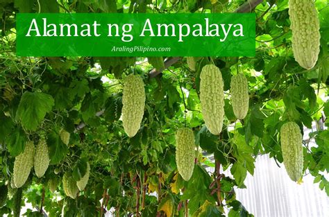 AralingPilipino.com: Alamat ng Ampalaya