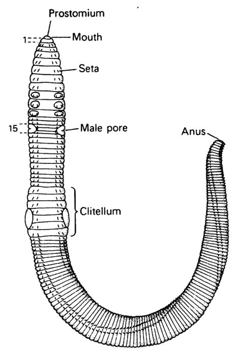 Annelida - Respiratory System